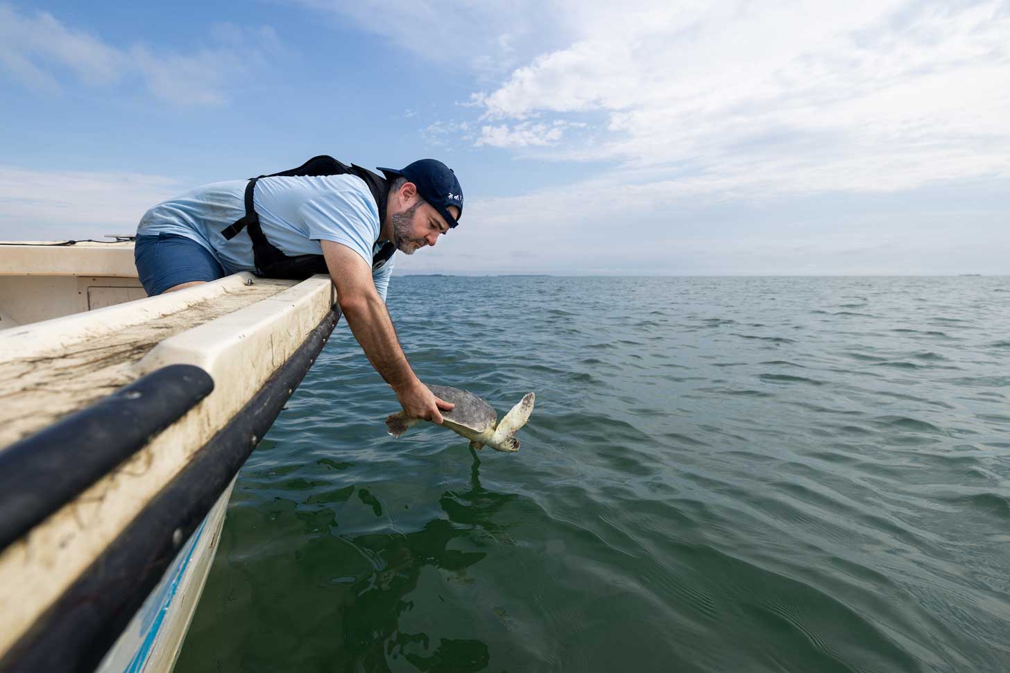 A man frees a sea turtle into the water