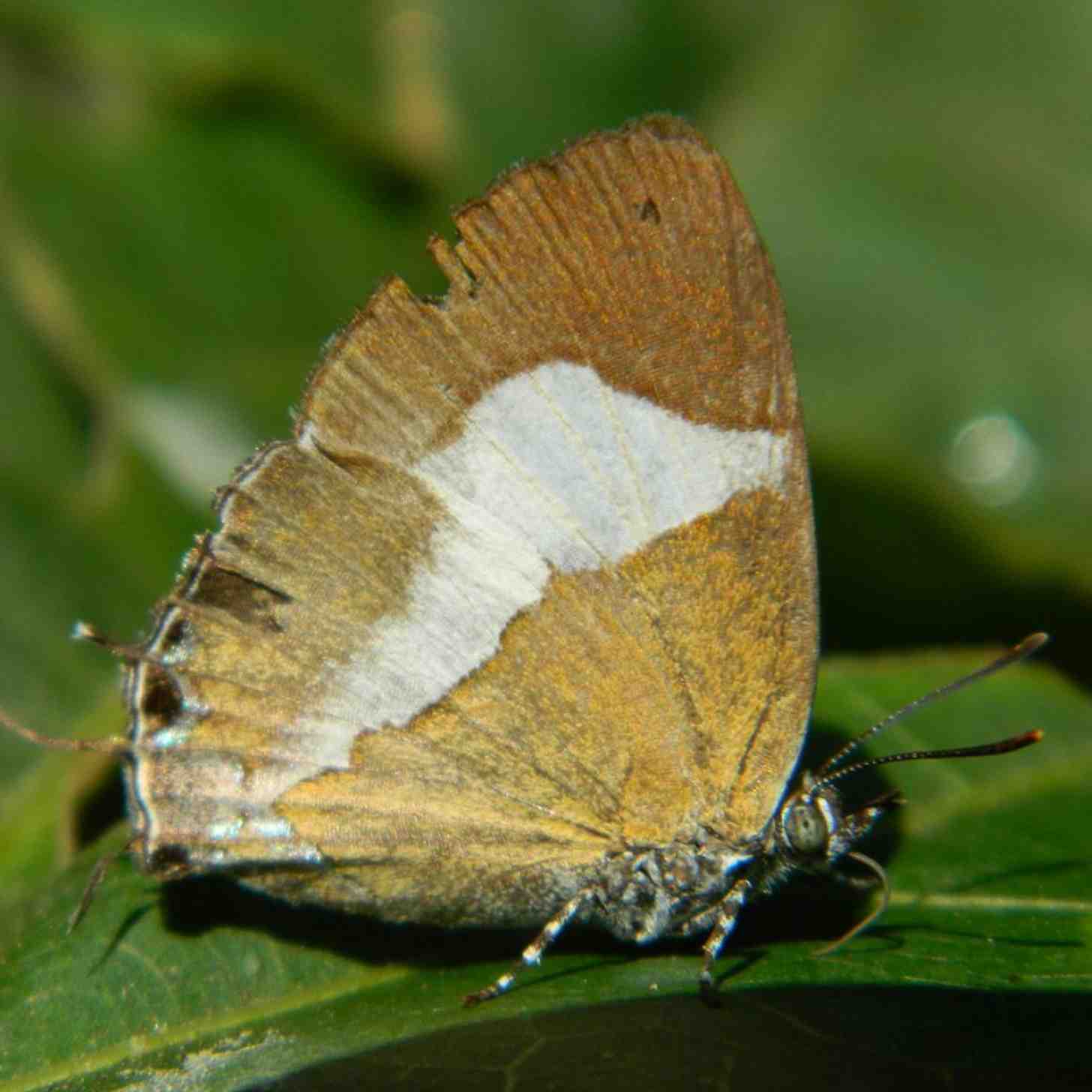 A golden brown and white moth-like butterfly