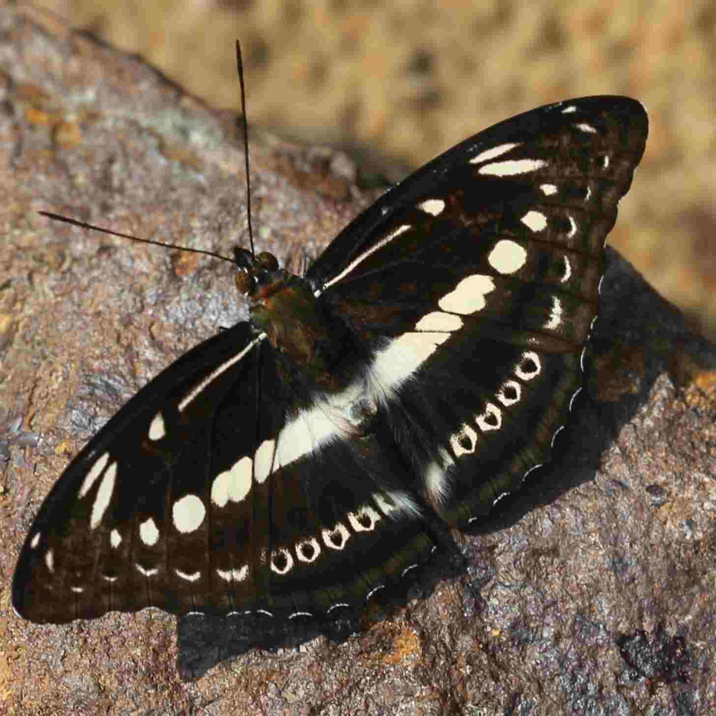 A black butterfly spotted with white