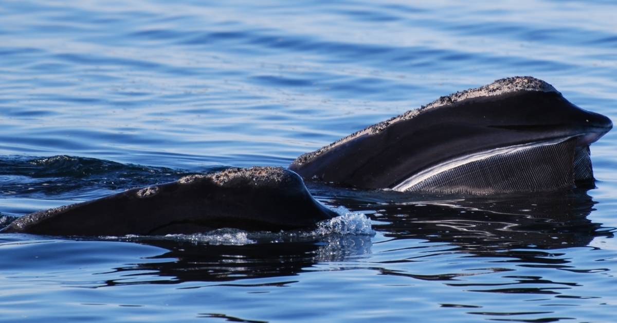 Two north atlantic right whales swim beside each other