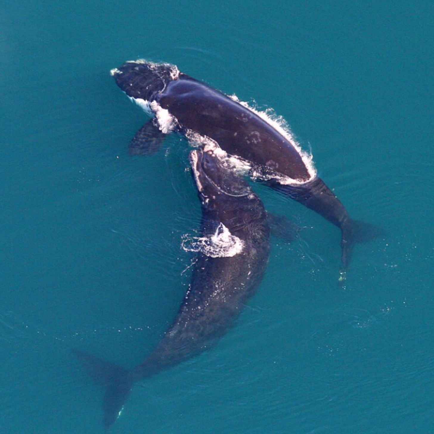 A mother right whale and her calf swimming. Pictured from above