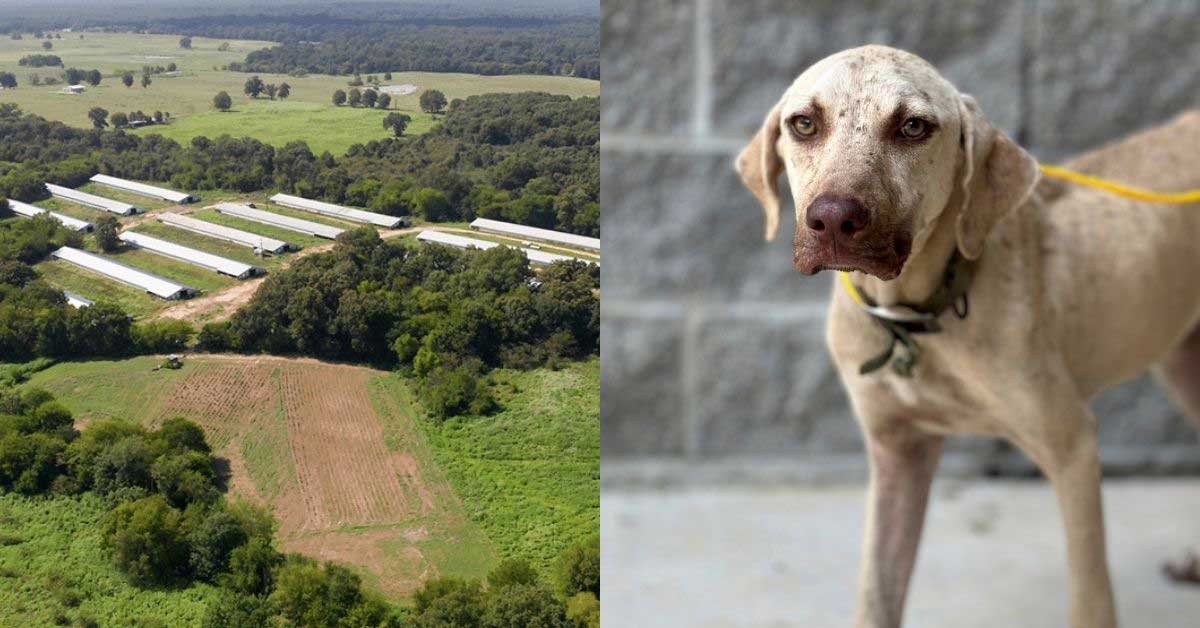 Two photos side by side. On the left is an aerial view of a farm in Texas. On the right is a rescue dog in a kennel