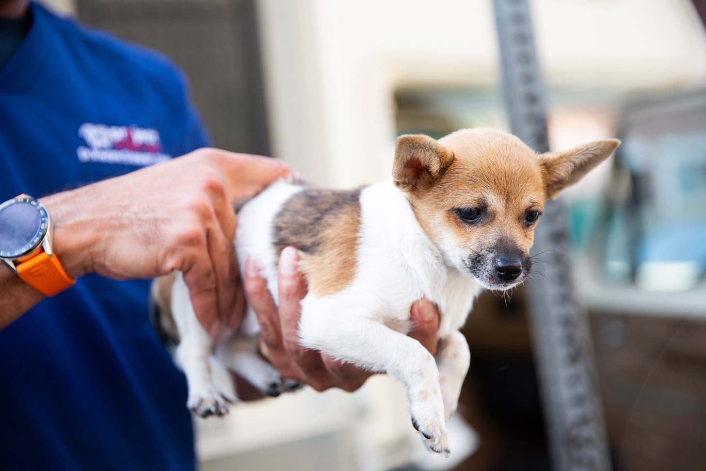 A vet holds up a small dog with a tan head and white body