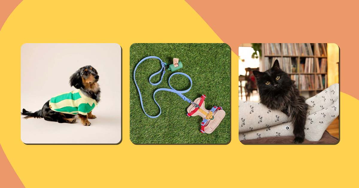 Three of the best gifts for pets: A green sweatshirt by Sunbean, a colorful harness and leash set by Wild One, and Conscious Step socks that save cats