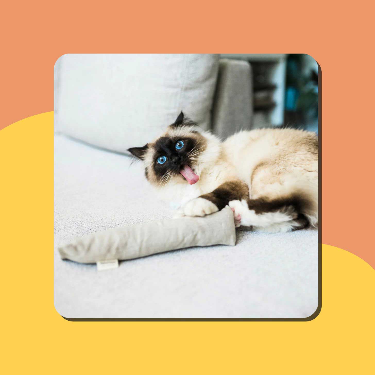 A long-haired Siamese cat plays with a kicker toy on a couch