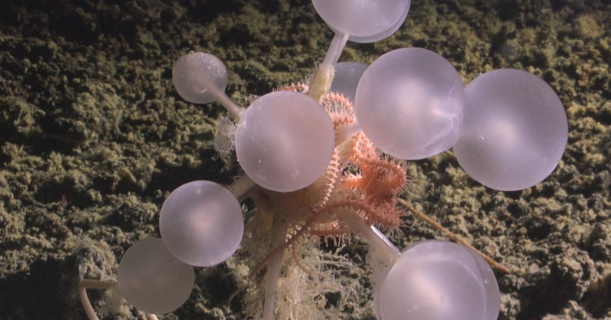 A sponge creature with pinkish white balls -- a sea star has fallen into its trap.