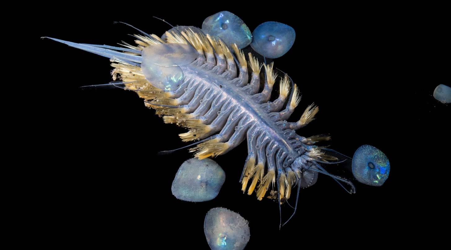 An iridiscent scale worm, a blueish creature in the deep sea