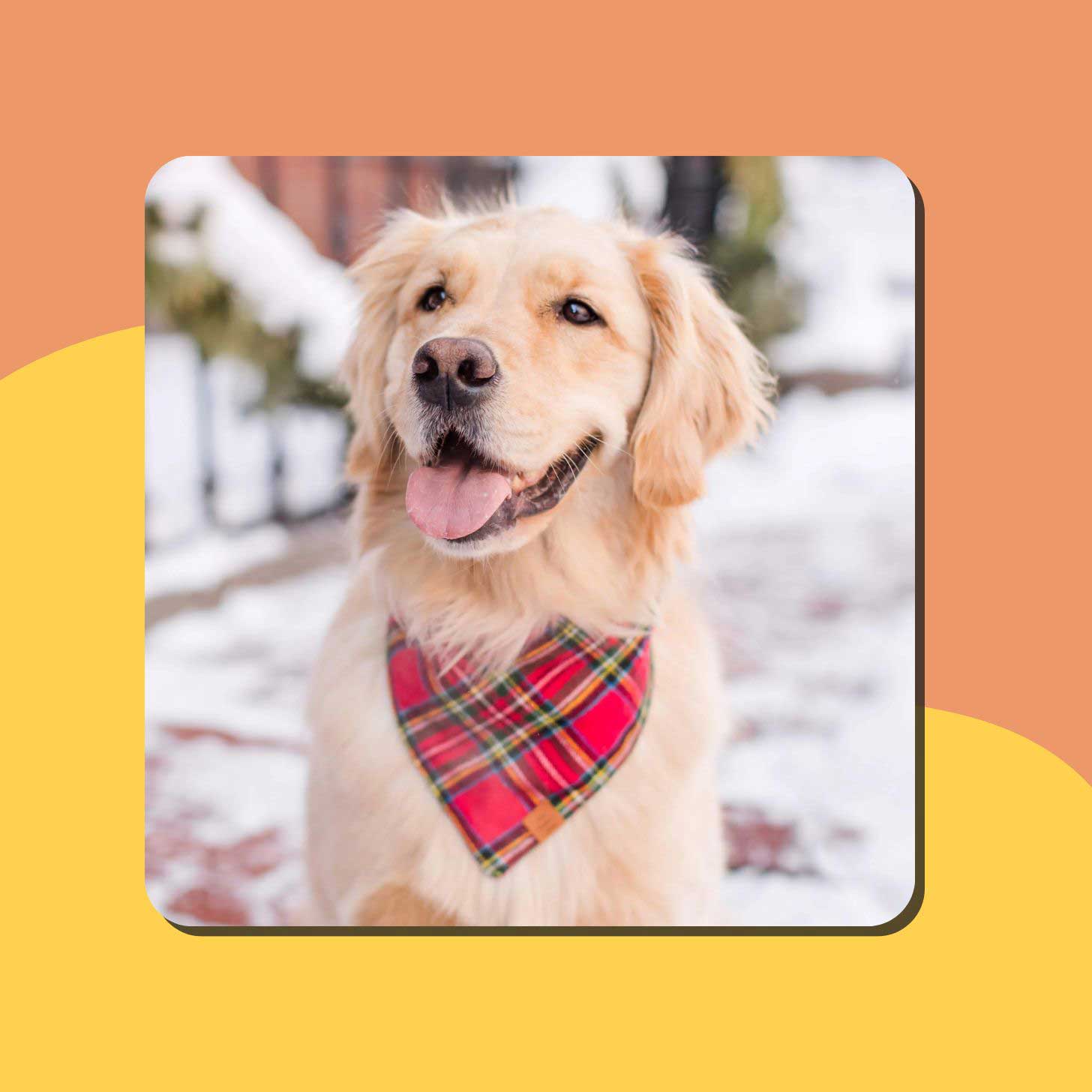 18 Best Gifts For Animal Lovers (That Give Back)