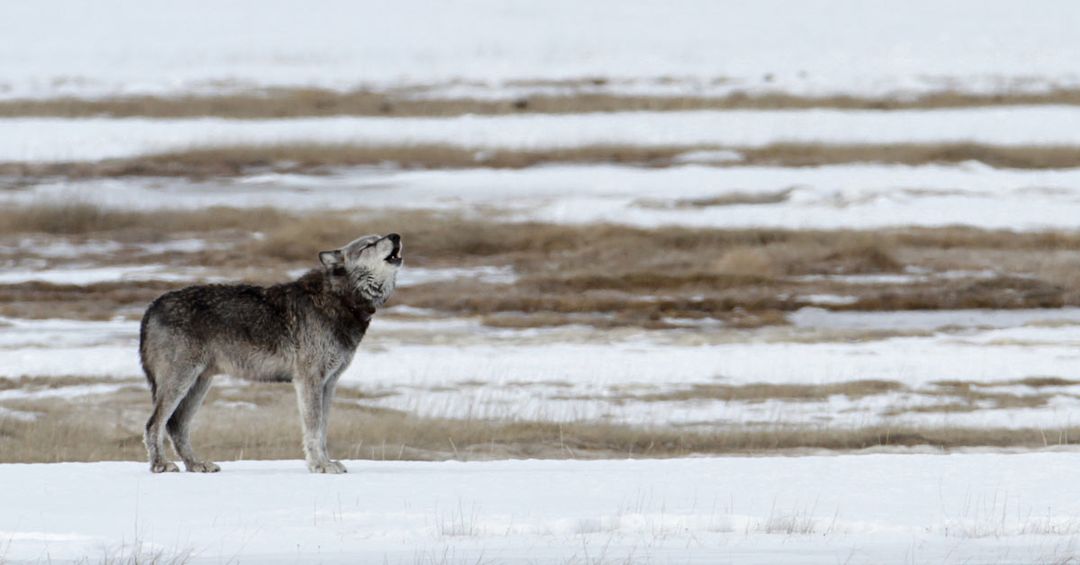 Wolves Listening Why AI is listening to the wolves of Yellowstone