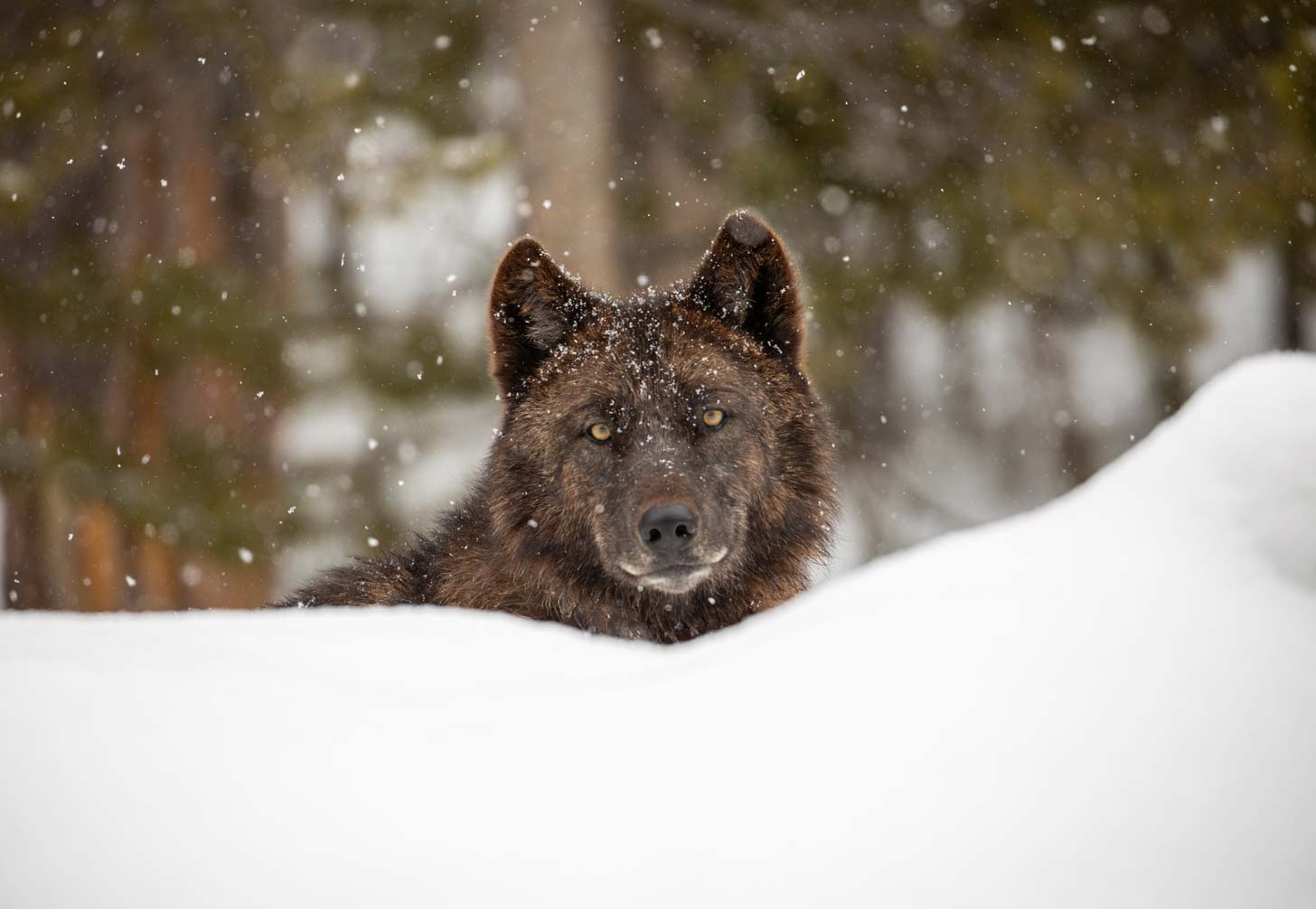 A wolf sits in the snow of Yellowstone National Park