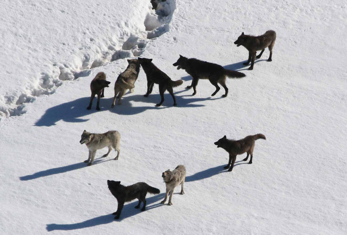 An aerial view of a pack of wolves in Yellowstone National Park
