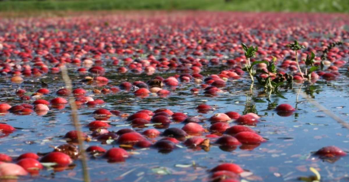 A cranberry bog, with many cranberries floating atop