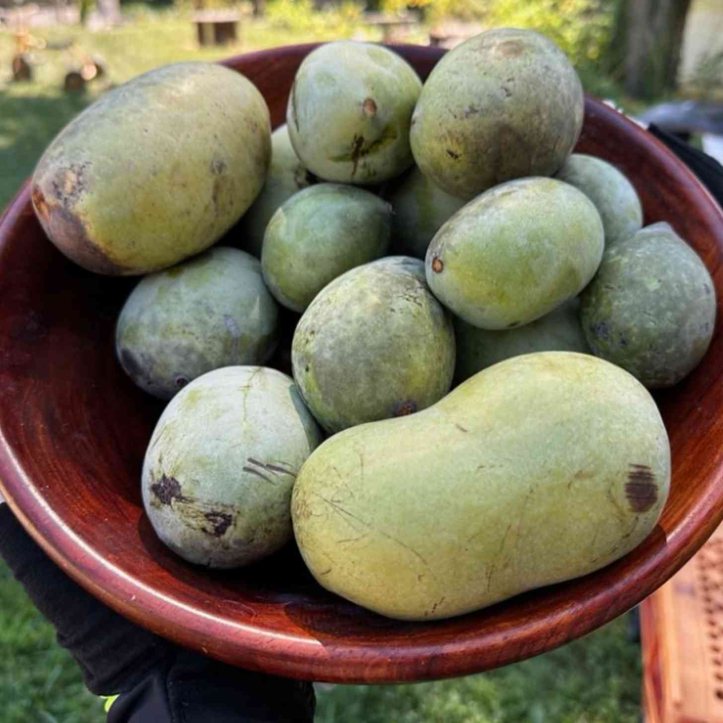 A bowl of pawpaw fruits