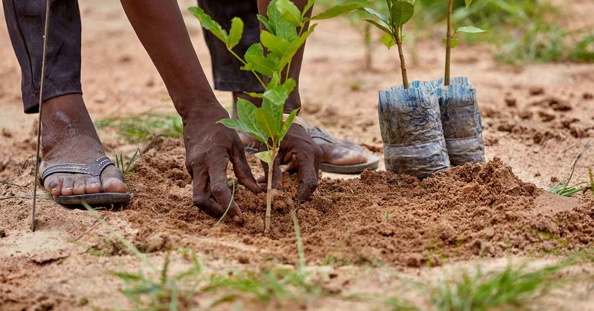 A person tending to a plant