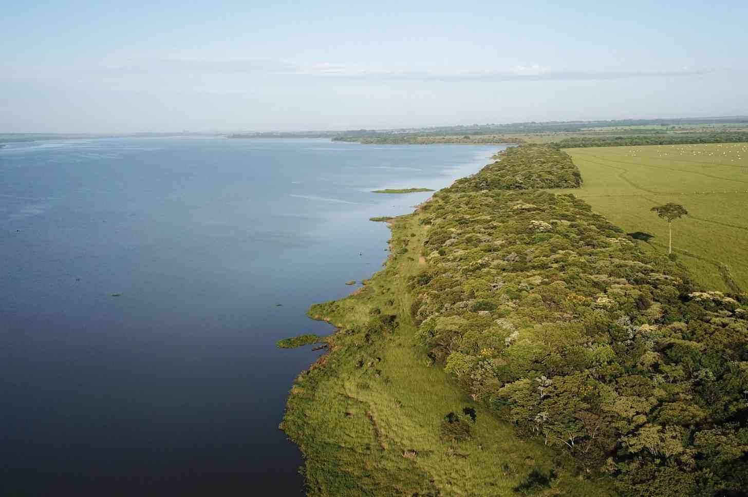 A forest corridor planted by local community as part of  Instituto de Pesquisas Ecológicas (IPÊ) “Corridors for Life” project in Brazil’s Atlantic Forest.  Photo courtesy of IPÊ.