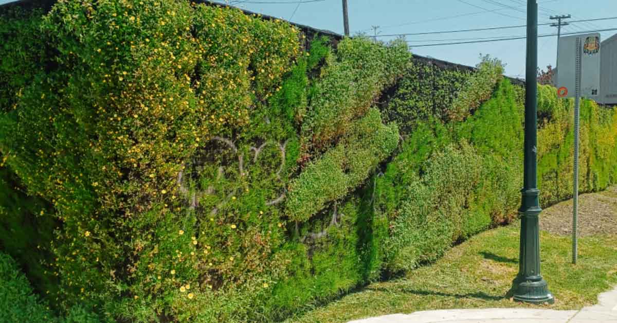 A chain link fence transformed into a green wall with native pollinators in California