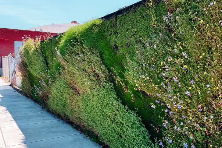 A green wall with native pollinators