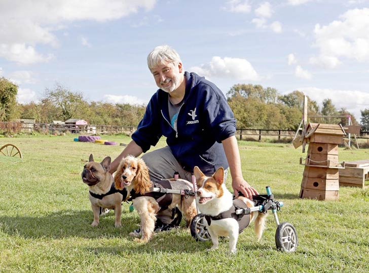 A man sits in a dog park with three dogs with wheelchairs