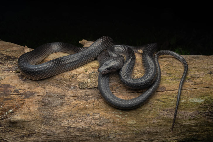 A black snake, L. Irwini sits on a log