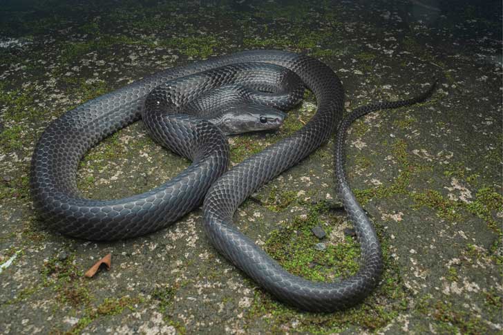 A black snake, L. irwini, sits on a mossy ground