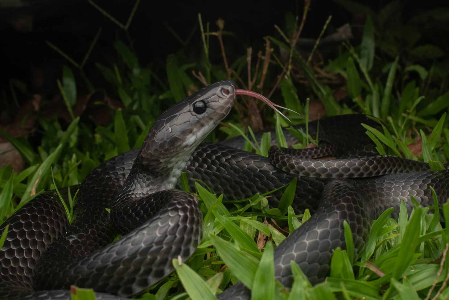 A black snake species in the grass