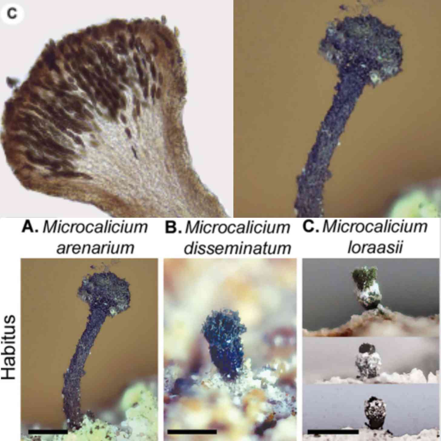 5 assorted microscopic images of stubble mushrooms, which port little tiny stubby appendagesn