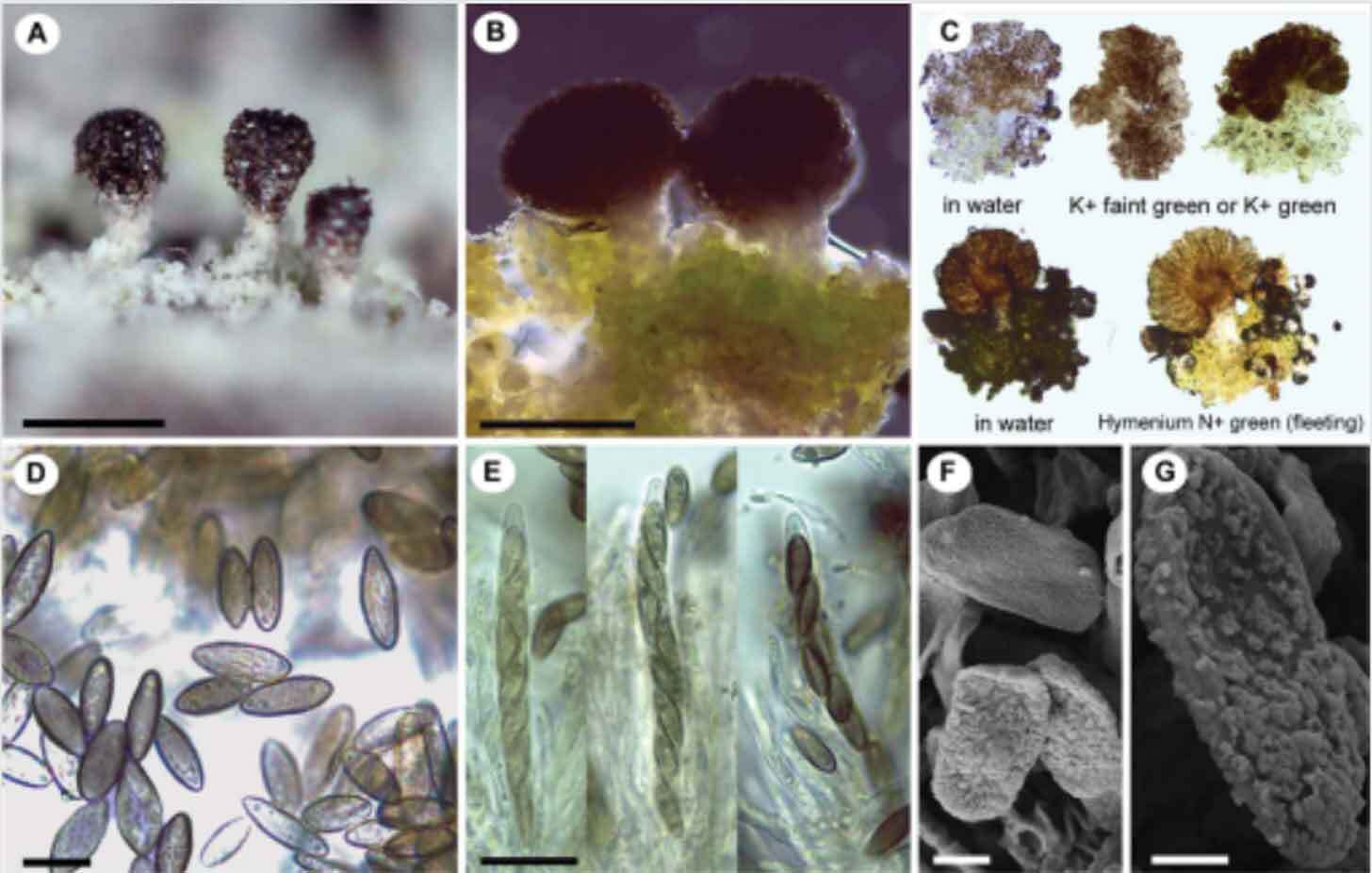 Assorted microscopic close-ups of stubble mushrooms of varying black, gray, and brownish colora