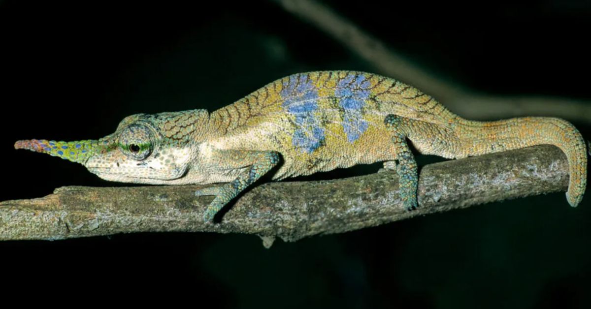 A chameleon with a long nose appendage rests on a branch