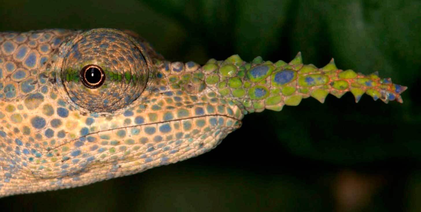 Close-up of a gallus chameleon with a thorny nose appendage