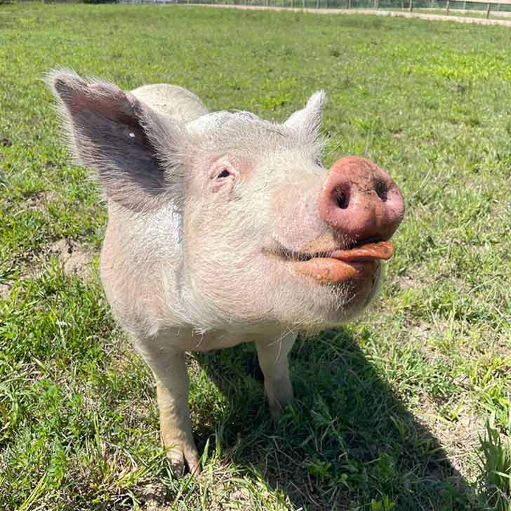 A pig stands in grass, its nose pointed upwards