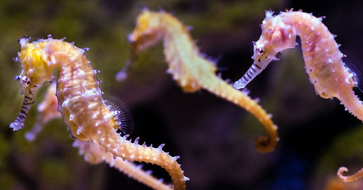 A group of seahorses swimming underwater