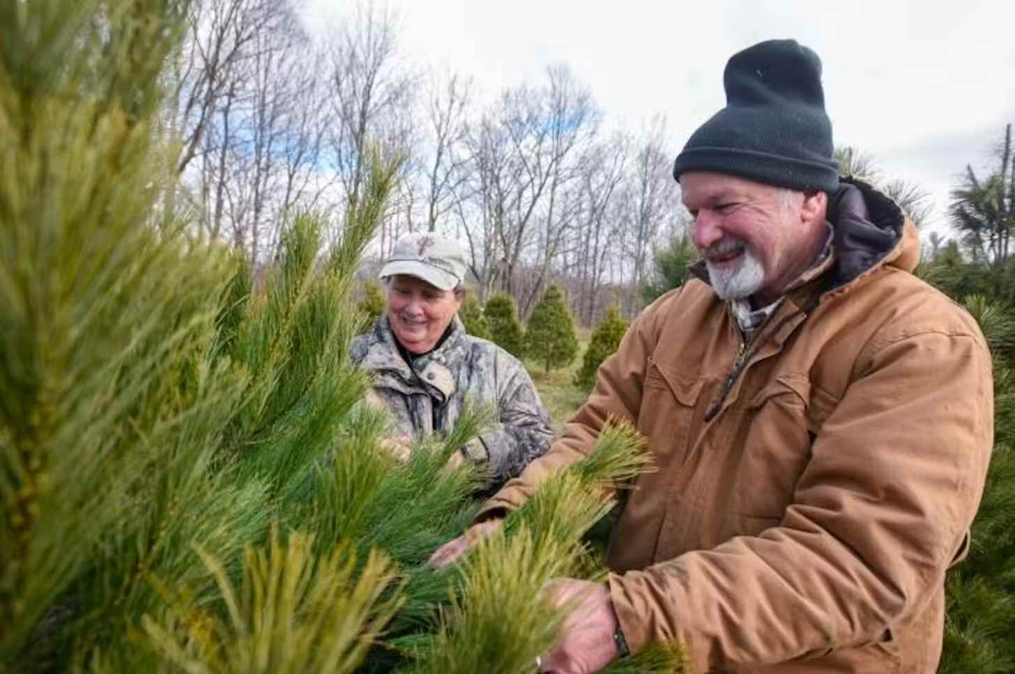A man and a woman look through Christmas trees at a Christmas tree farm
