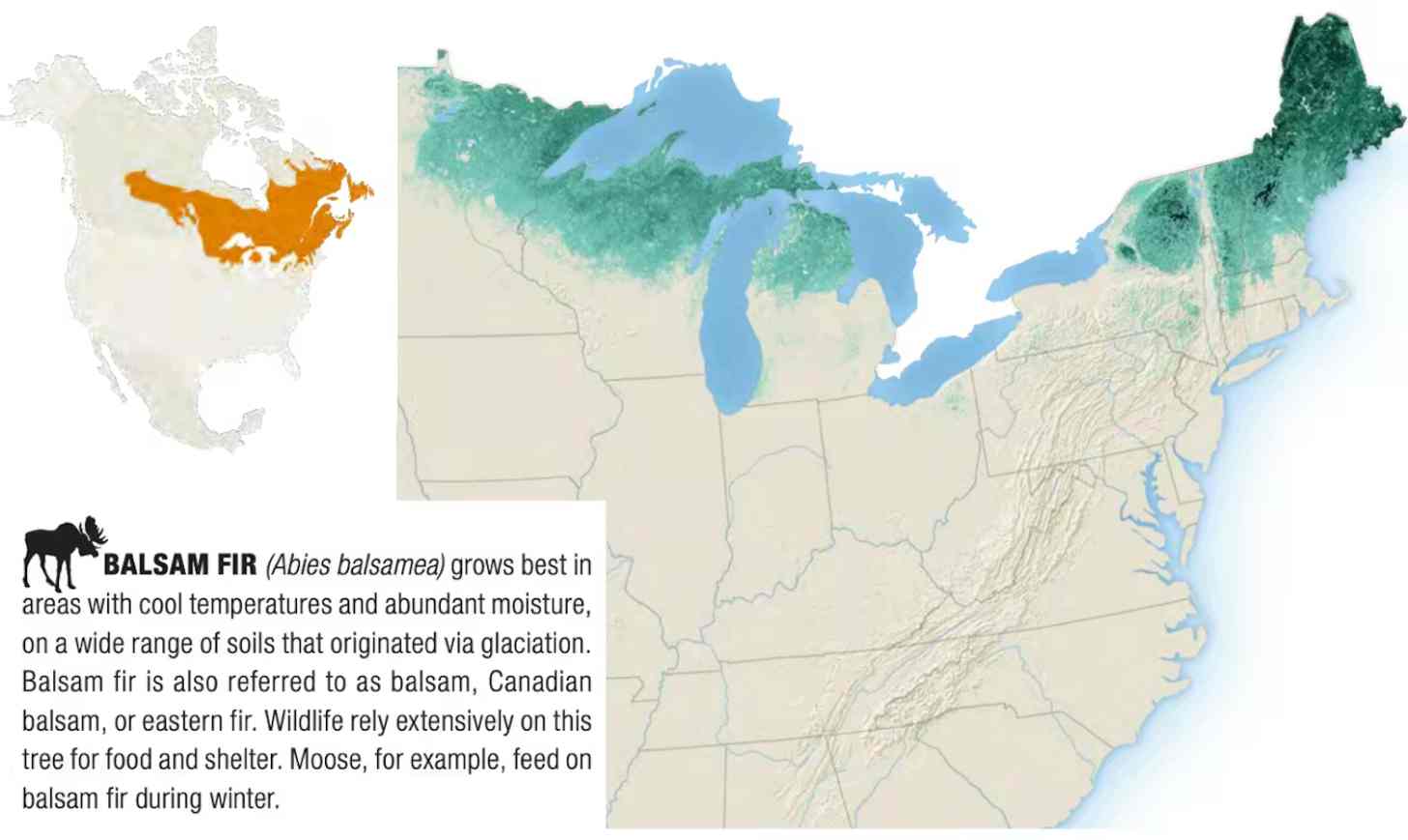 An infographic about Balsam firs