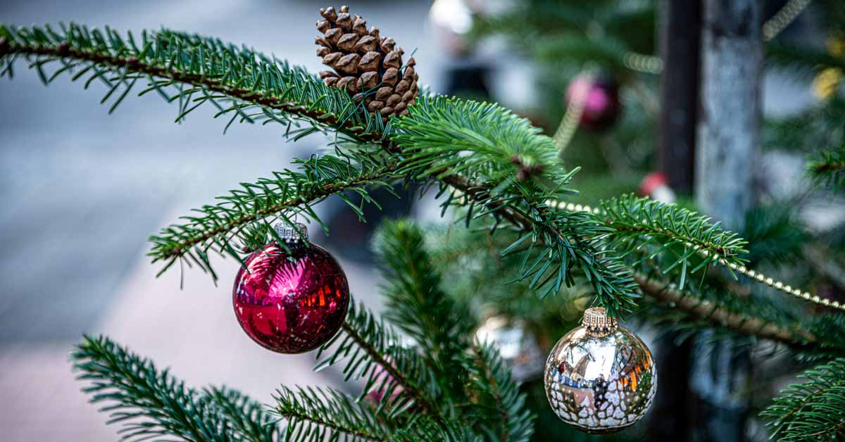 Red and silver baubles on a limb of a Christmas tree, with a pine cone in the background