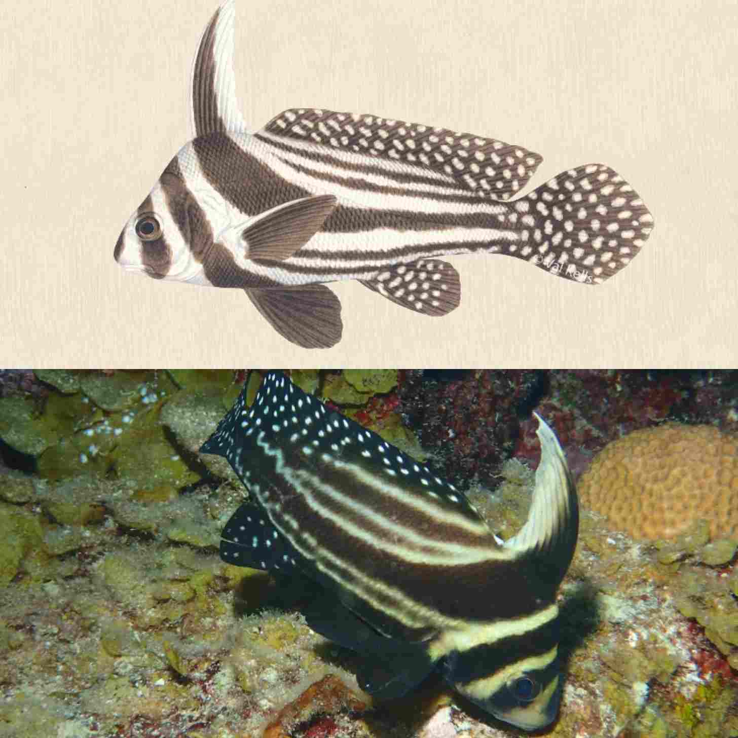 A spotted drum (a black and white fish) in illustrative form and in real life, pictured underwater