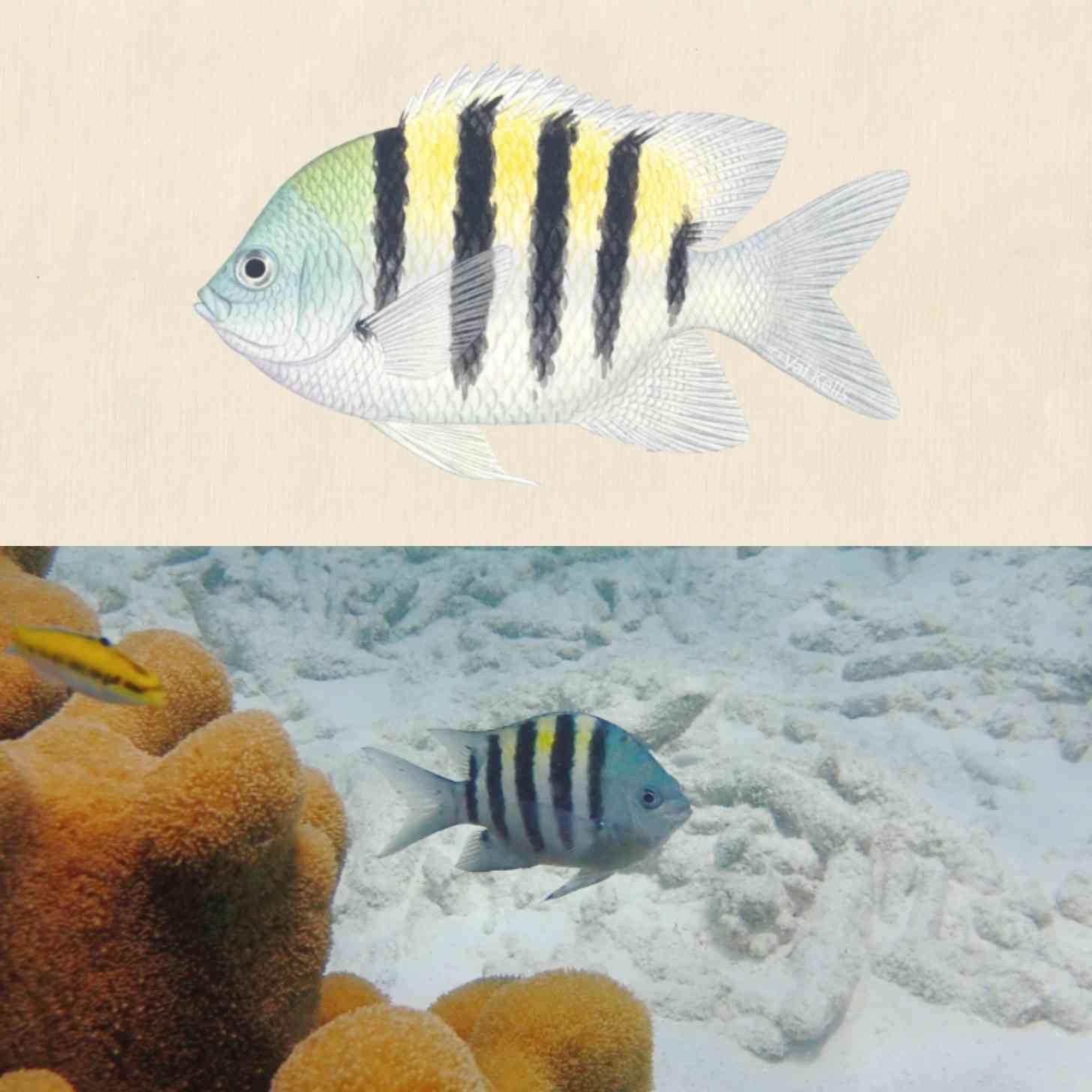 A sergeant major fish (thats white and yellow with black stripes) in illustrated form and in real life, pictured underwater