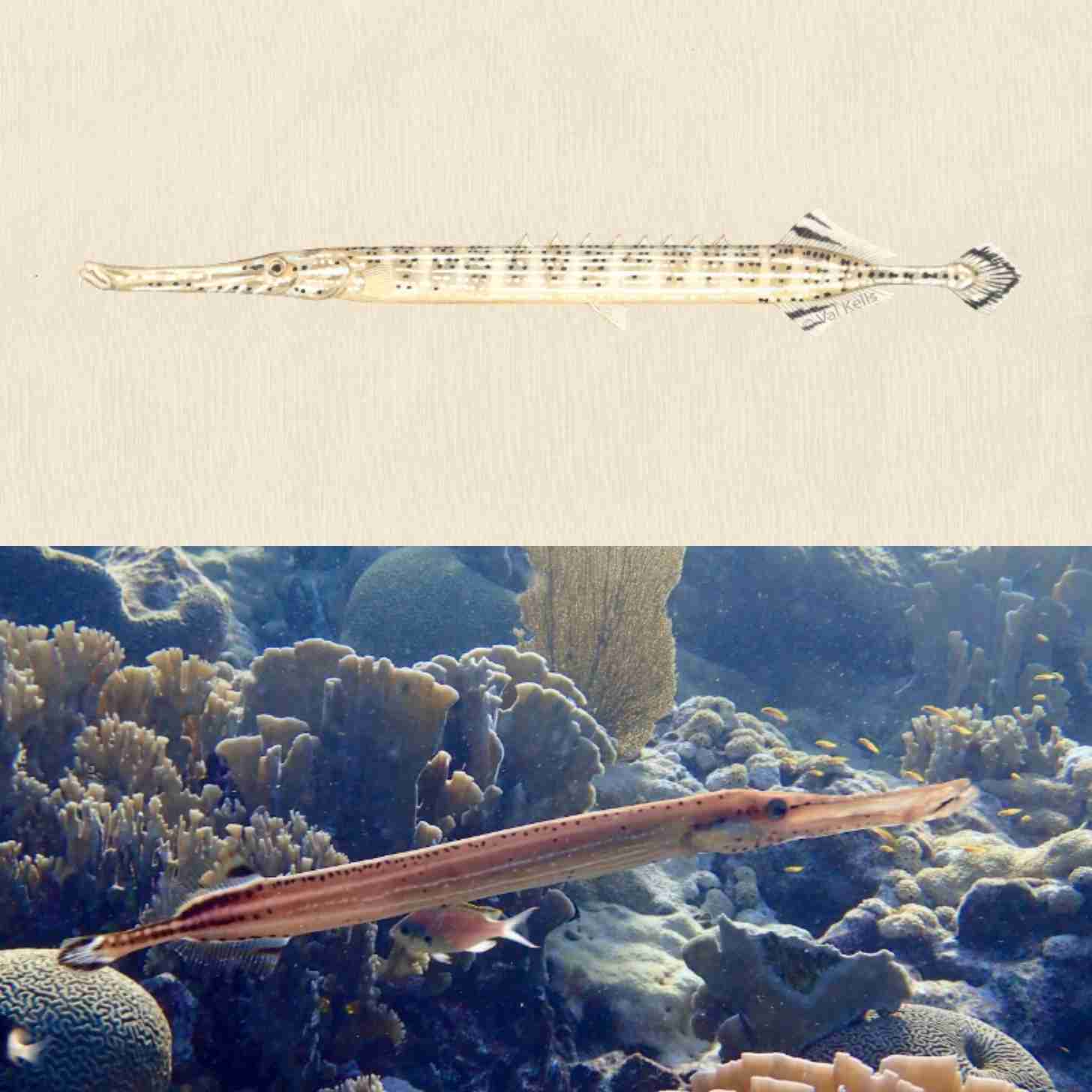 An atlantic trumpetfish (a long, slender fish with spots and stripes) in illustrated form and in real life, pictured underwater