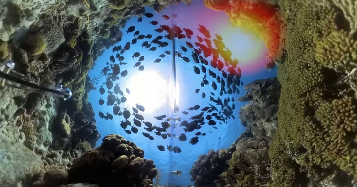 A school of fish circling above a cove.