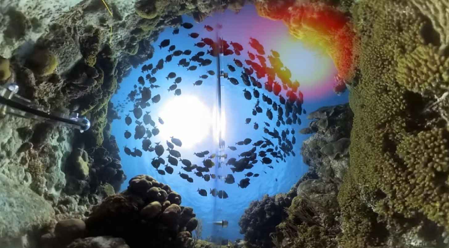 A school of fish circling above a cove