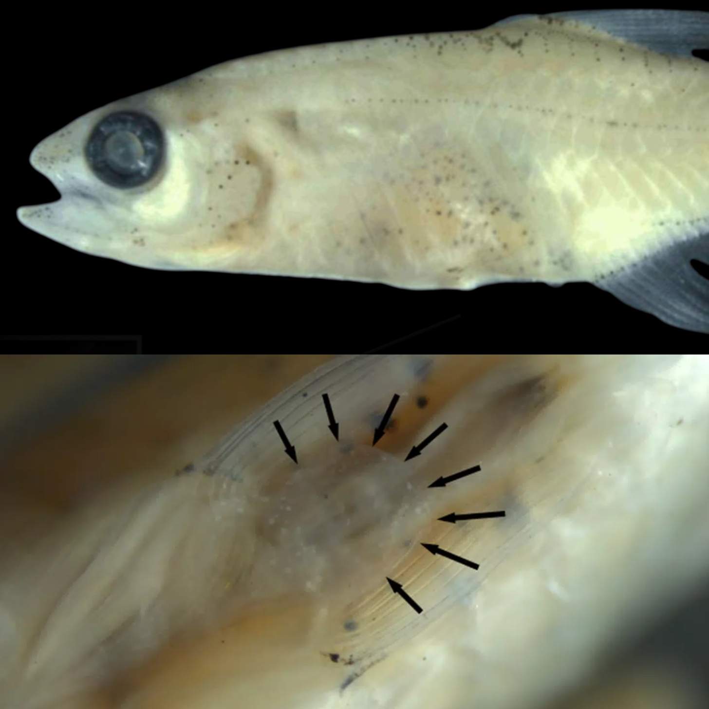 A nearly translucent fish with a large black eye. A secondary image of a close up of a flap of skin beside its pectoral fin.