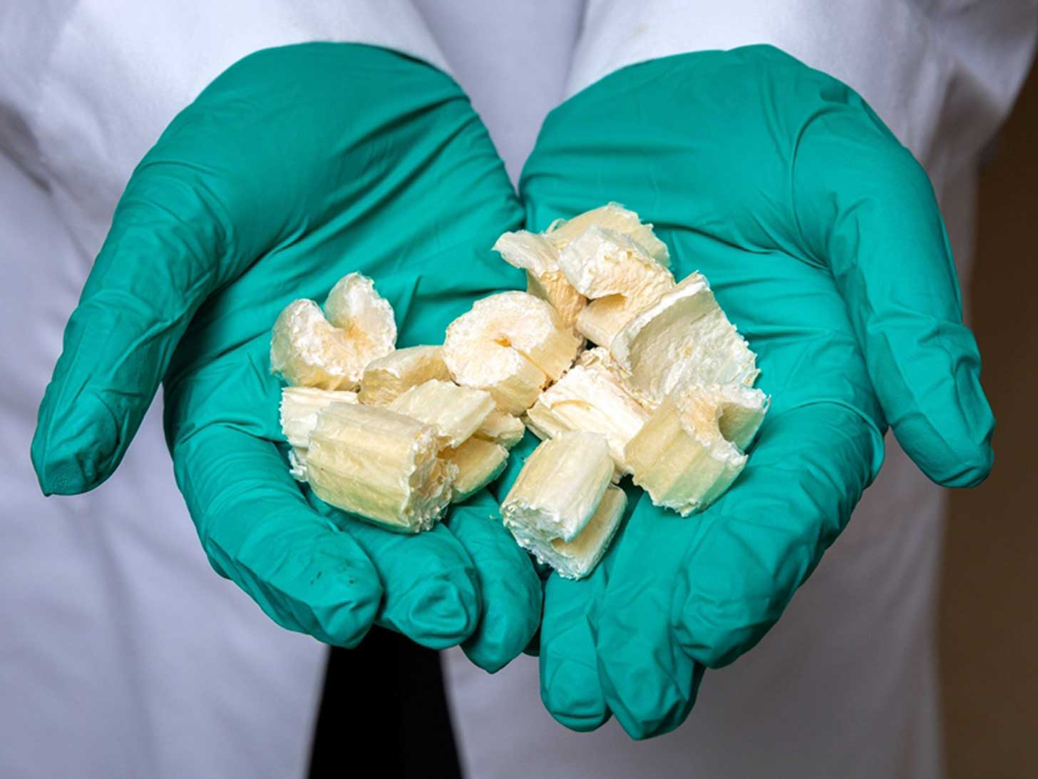 Two gloved hands hold pieces of freeze-dried celery