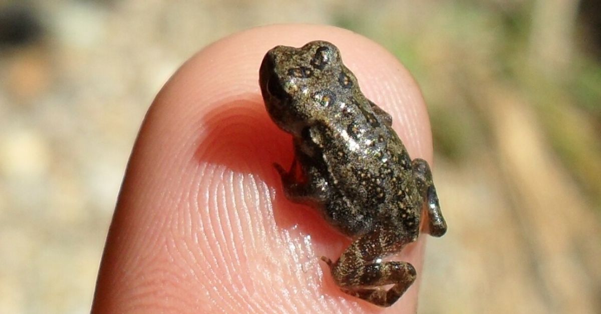 A tiny toad on a fingertip