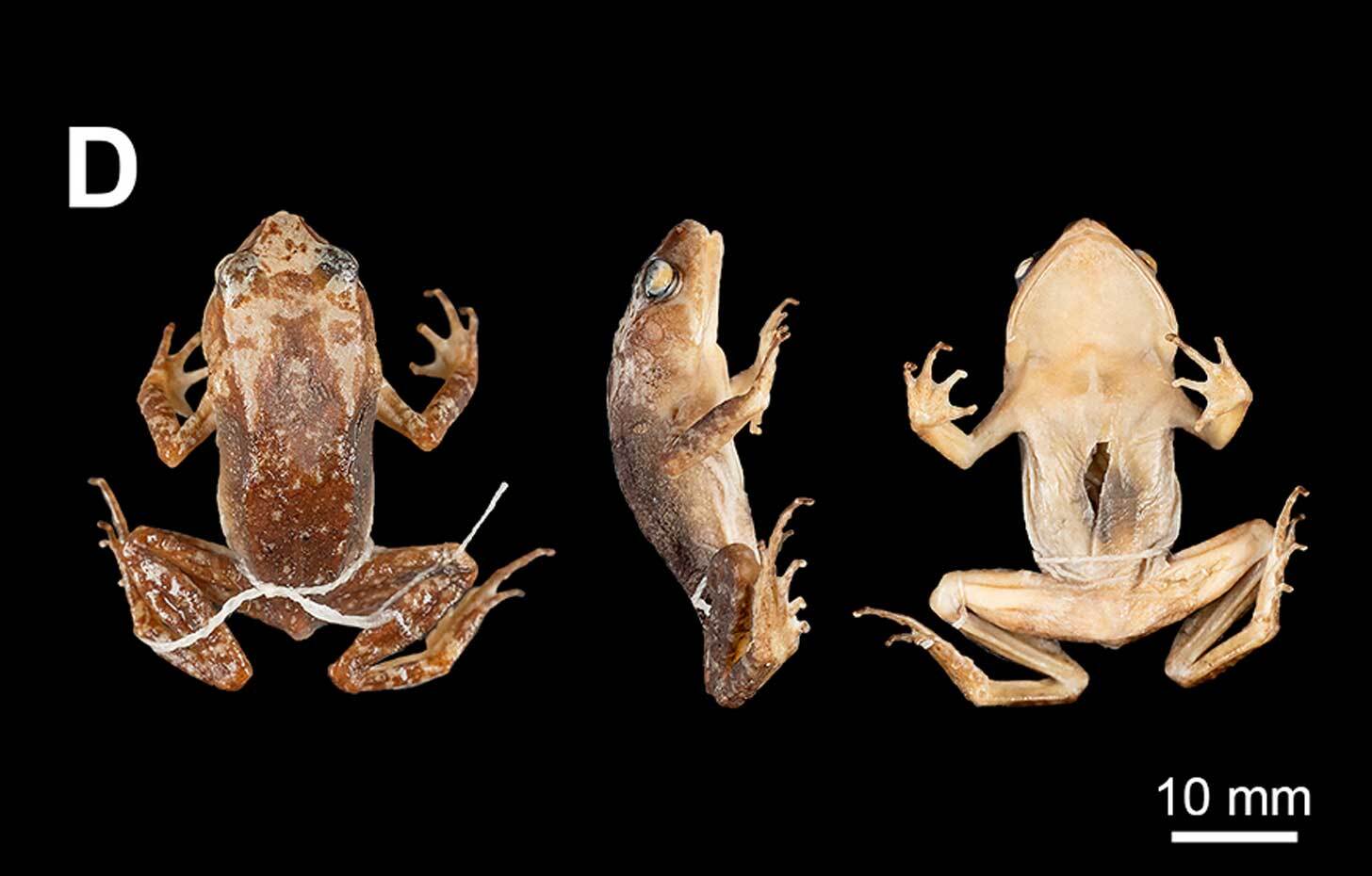 A holotype of a toad taken from the back, side, and bottom against a black background