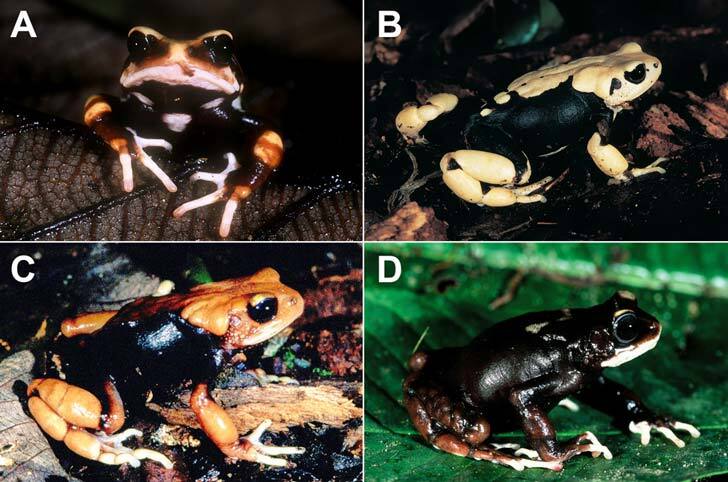 Four photos, labeled A, B, C, and D, of various types of N. uhehe, a newly discovered toad with black and white and yellow mottled skin.