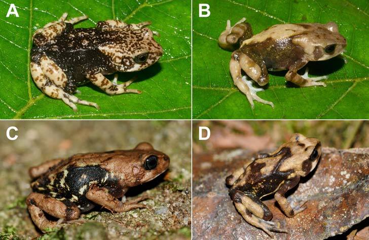 Various photos of different toads, labeled A, B, C, and D, all N. luhomeroensis, a new species with a mixture of black, beige, cream, and brown skin