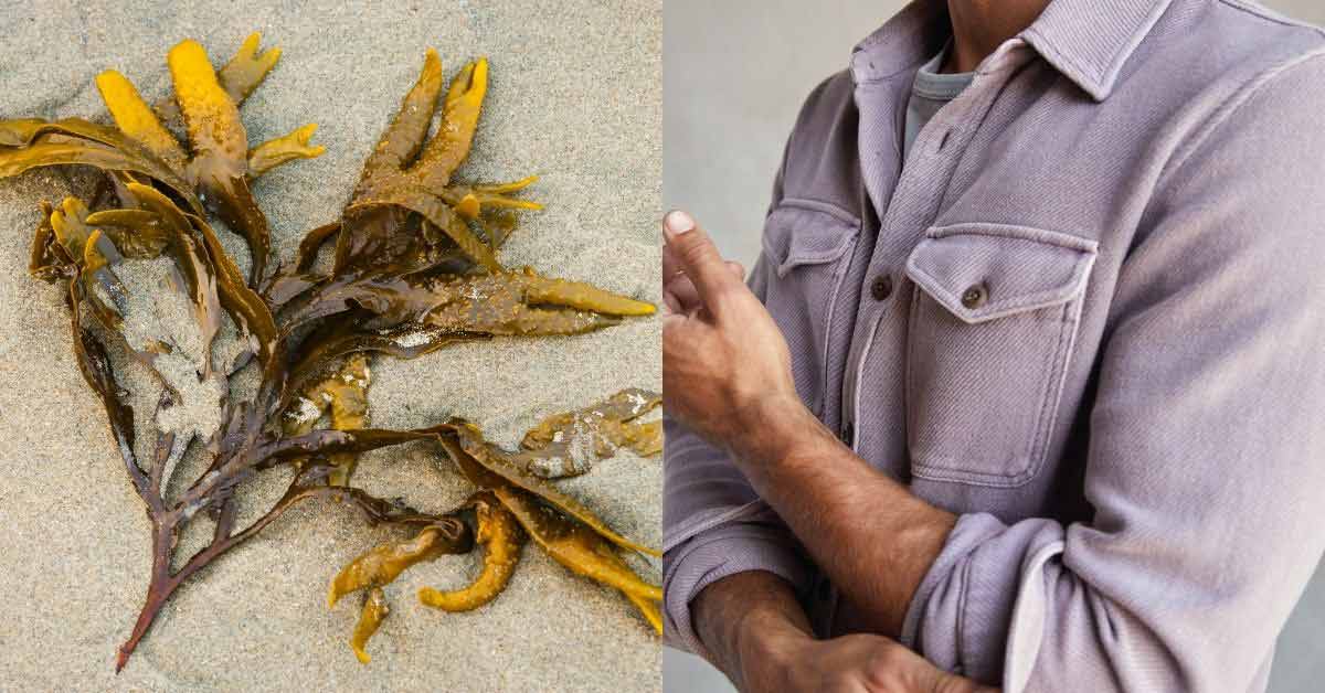 Two photos. On the left, a washed up piece of kelp on the beach. On the right is a light purple button down shirt