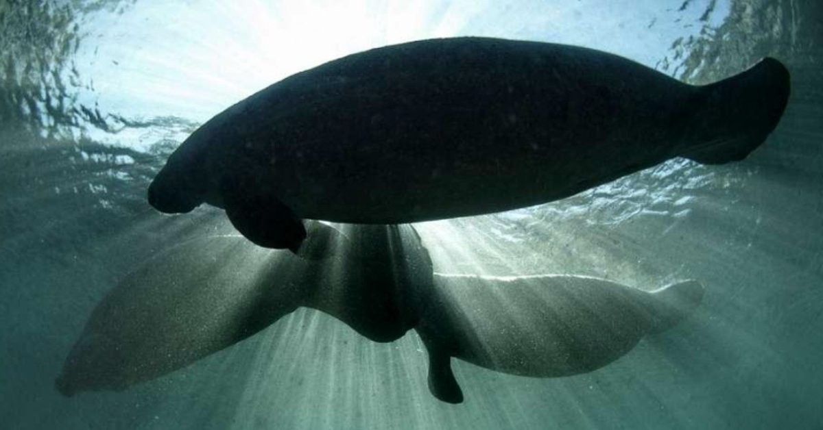 Two manatees swim near the suface of the ocean as sunlight basks above