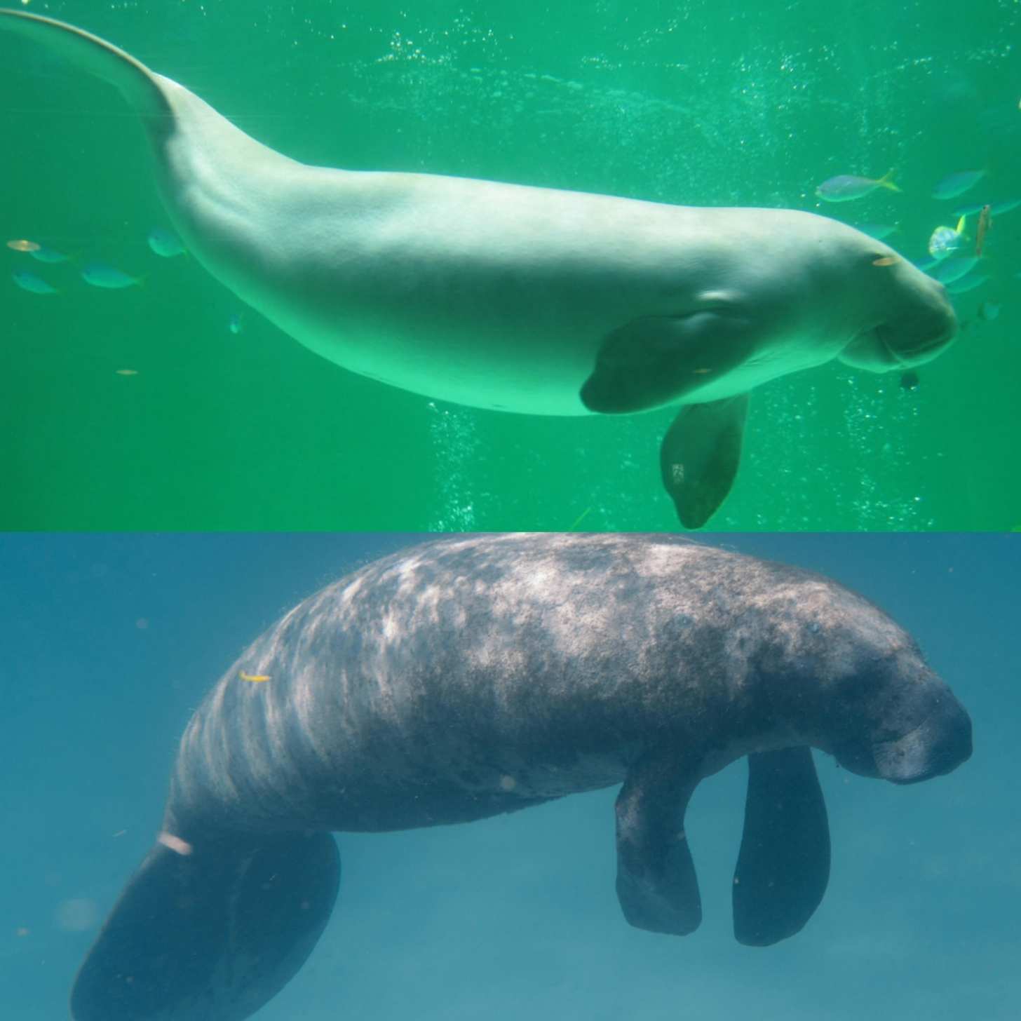 Two photos. Above: a dugong swims in an aquarium tank. Below: a manatee swims under the ocean