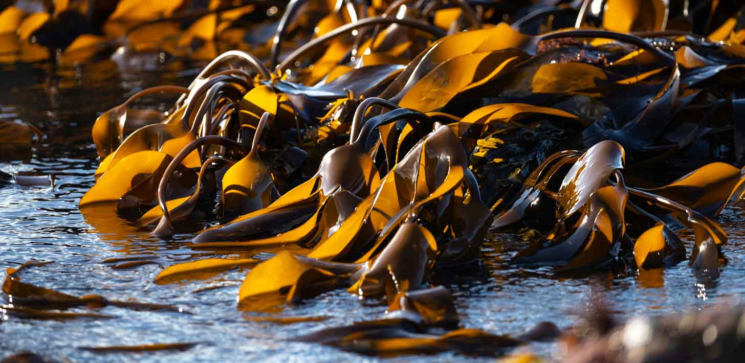 A bunch of kelp sits in shallow water