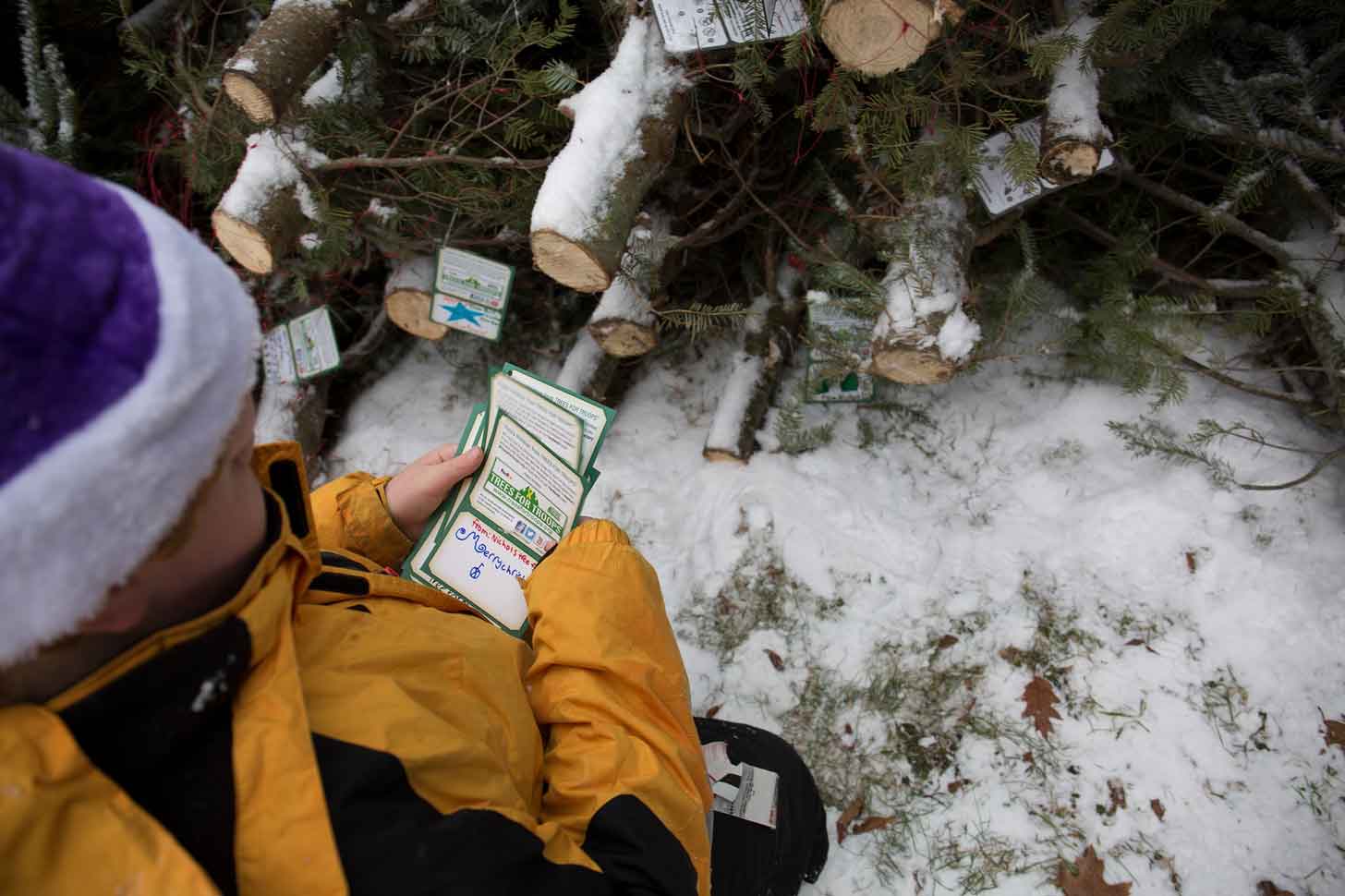 A child attaches cards to the trunks of Christmas trees for military families